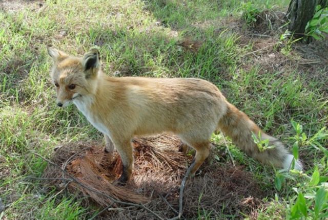 한국여우 자료 사진. / 국립생물자원관 제공