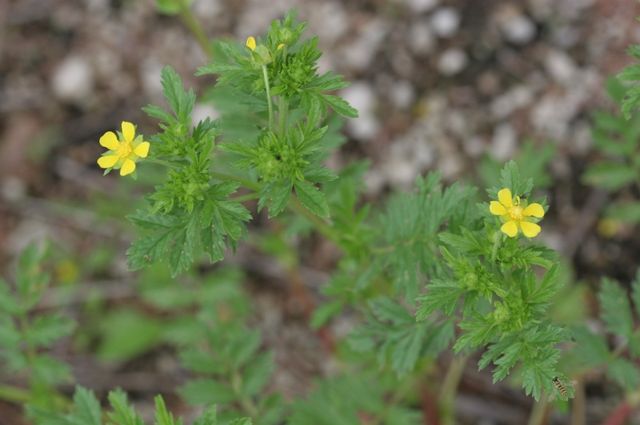 개소시랑개비 자료사진. / 국립생물자원관