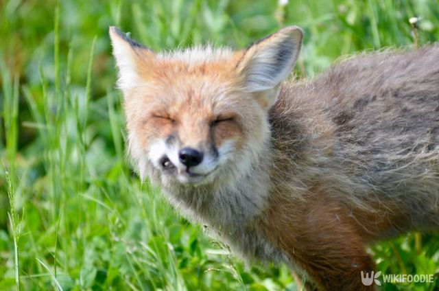 한국여우 자료 사진. / GRIT_Photography-shutterstock