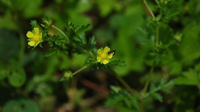 개소시랑개비 자료사진. / 국립생물자원관