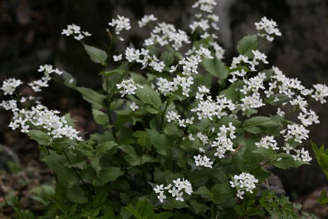 는쟁이냉이 꽃. / 국립생물자원관 제공