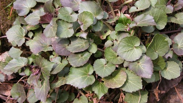 는쟁이냉이. / 국립생물자원관 제공