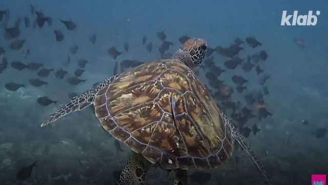 기사 이해를 돕기 위한 자료 사진 /&nbsp;'크랩 KLAB' 유튜브