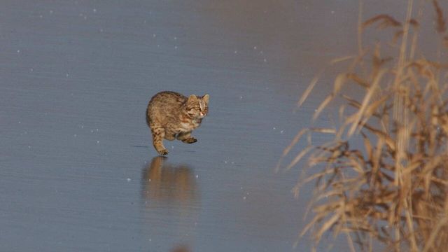 삵 사진 / 국립생물자원관