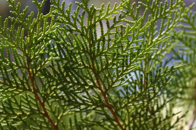 측백나무 잎 사진. / 국립생물자원관