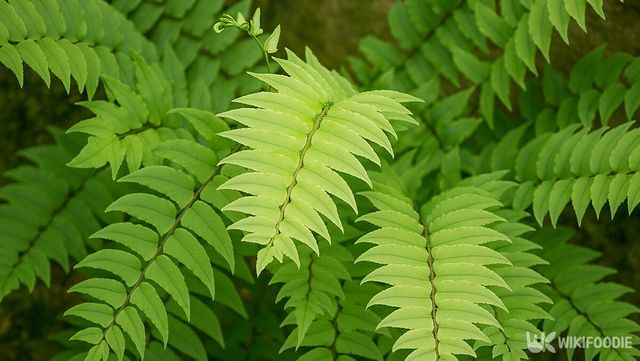 쇠고비 자료 사진. / 위키푸디