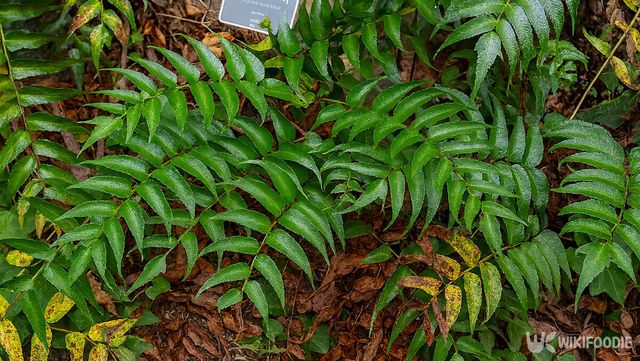쇠고비 자료 사진. / 위키푸디