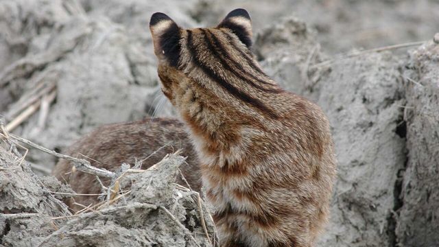 삵 사진 / 국립생물자원관