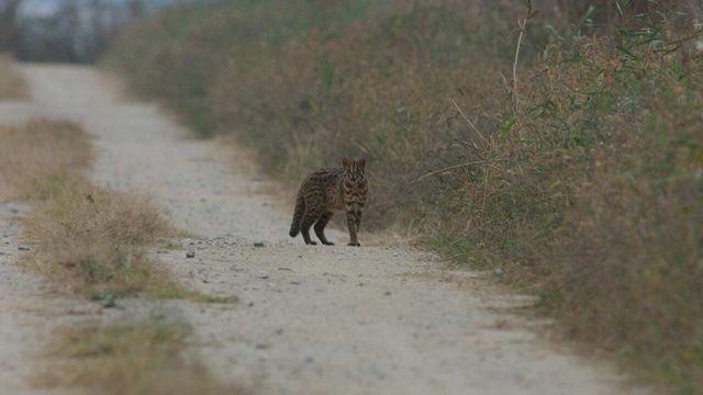 삵 사진 / 국립생물자원관