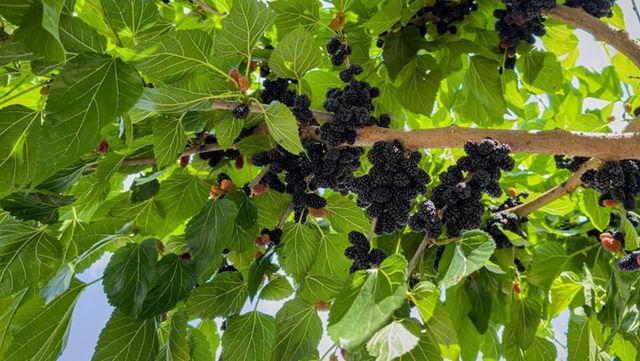 뽕나무에 달린 오디 자료사진. / nnattalli-shutterstock.com