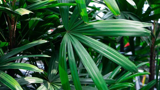 관음죽 자료 사진. / ANECEPTIUS BAMBANG SUTOPO-shutterstock.com