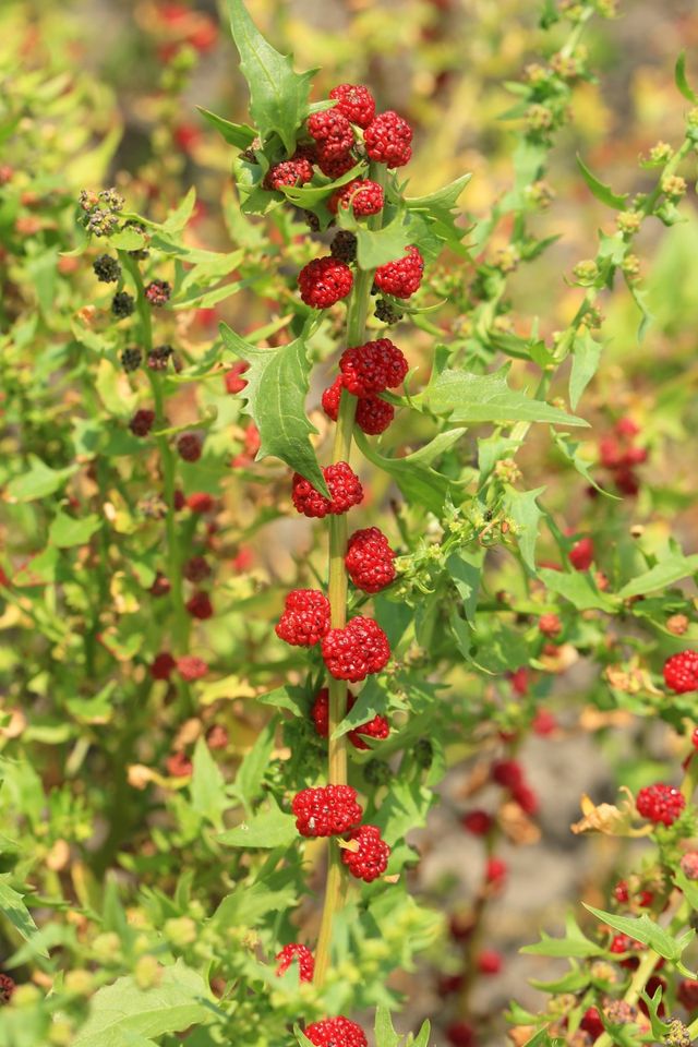 딸기시금치 열매 사진. /&nbsp;Traveller70-shutterstock.com