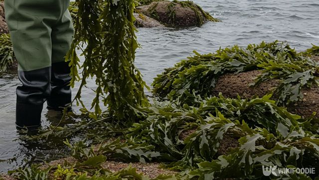 곰피를 수확하는 자료 사진. / 위키푸디