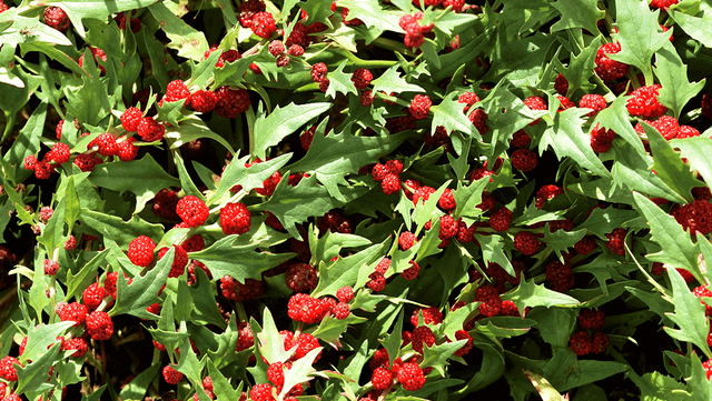 딸기시금치 사진. /&nbsp;Mike Russell-shutterstock.com