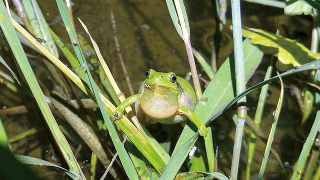 수원청개구리 / 국립생물자원관