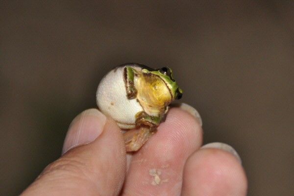 수원청개구리 / 국립생물자원관