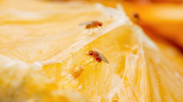 과일 위에 앉아 있는 초파리 /&nbsp;nechaevkon-shutterstock.com