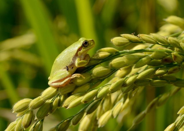 수원청개구리 / 국립생물자원관