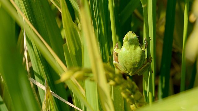 수원청개구리 / 국립생물자원관