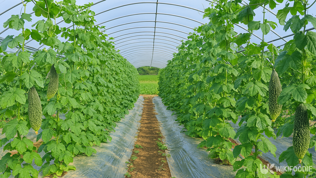 여주 나물 재배 자료 사진. / 위키푸디