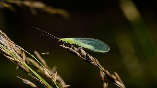 풀잠자리 자료 사진. / PHOTO FUN-shutterstock.com