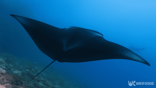 만타가오리 자료사진. / 위키푸디