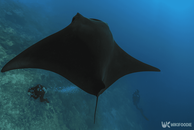 만타가오리 자료사진. / 위키푸디