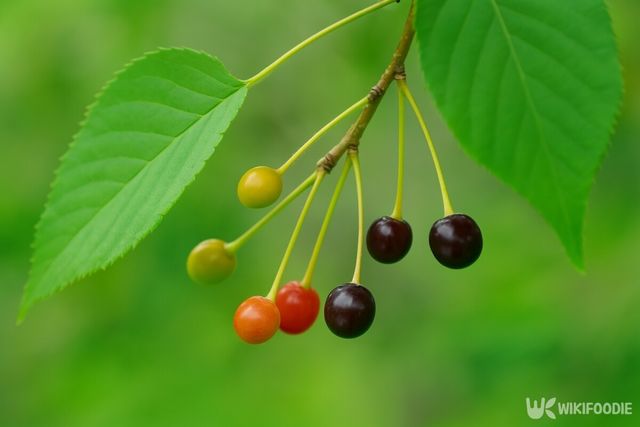 해당 이미지는 기사 이해를 돕기 위해 AI로 재연하였습니다. / 위키푸디