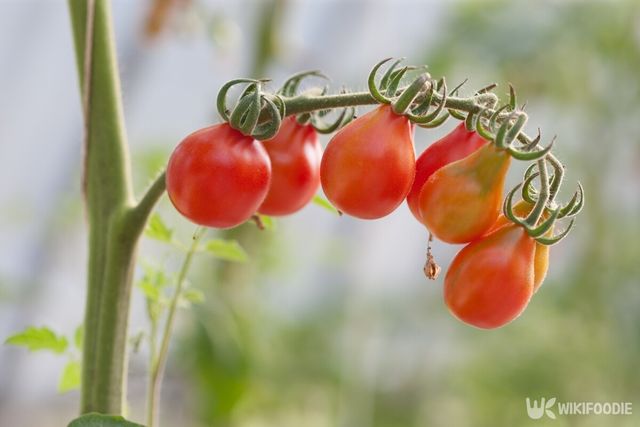 야생 토마토 자료사진. / sayan putti-shutterstock.com