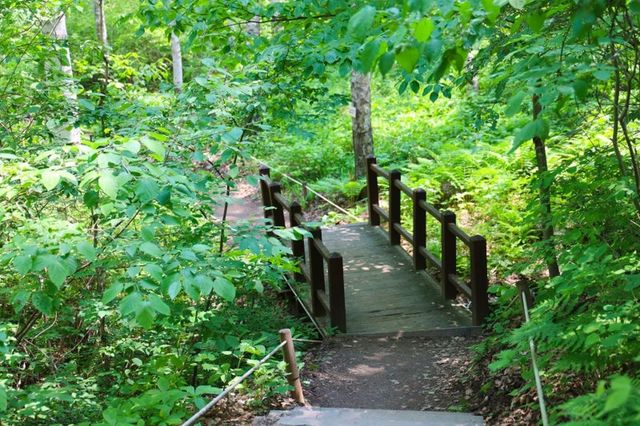 자작나무 숲 산책 코스 사진. / 인제군 공식 블로그