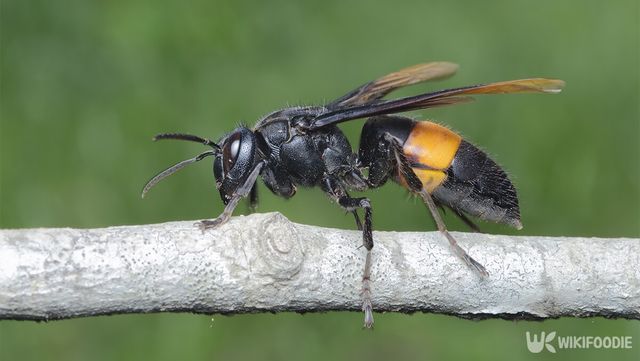 등검은말벌 자료 사진. /&nbsp;Ruzy Hartini&nbsp;-shutterstock.com