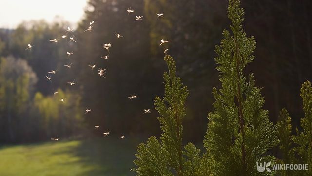 벌레 자료 사진. / Tunatura-shutterstock.com