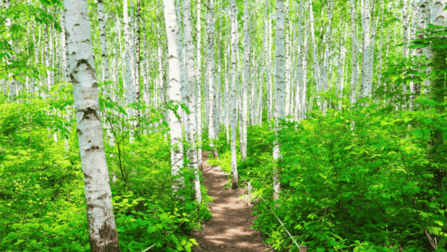 자작나무 숲 사진. / 인제군 공식 블로그