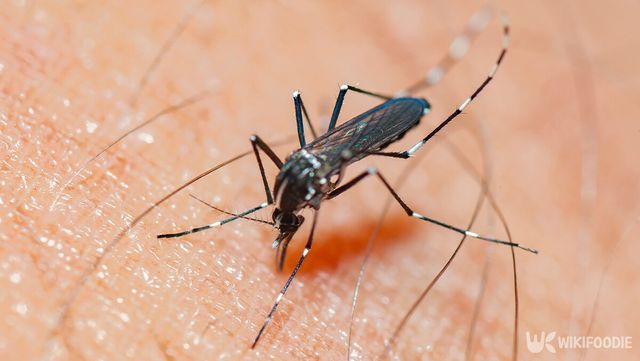 아시아 호랑이 모기 자료 사진. /&nbsp;LuckyLu1962-shutterstock.com