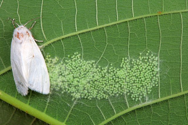 미국흰불나방과 알 / chinahbzyg-shutterstock.com