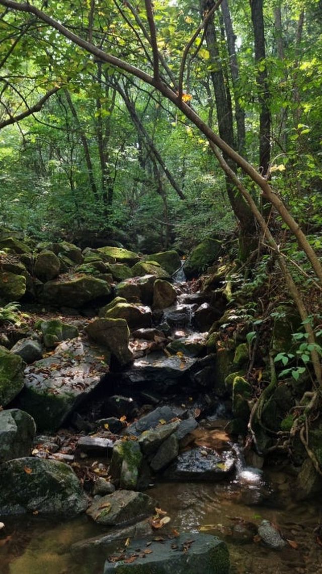 자작나무 숲 계곡 사진. / 인제군 공식 블로그