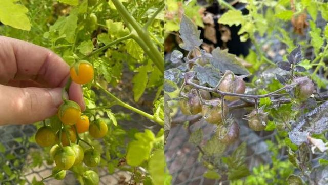 갈라파고스 제도 동쪽 섬에서 발견된 토마토(좌)와 서쪽 섬에서 발견된 토마토(우). / 애덤 조즈윅-UCR
