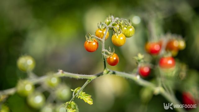 야생 토마토 자료사진. / VOJTa Herout-shutterstock.com