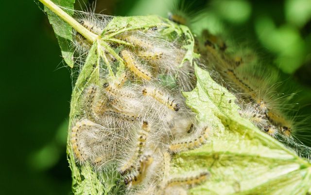 미국흰불나방 유충 / Marinodenisenko-shutterstock.com