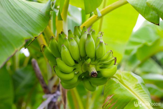 바나나 나무 자료사진. / Bowonpat Sakaew-shutterstock.com