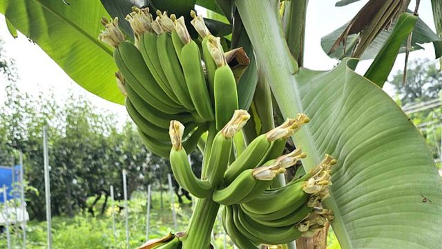 8일 서울 노원구 아파트 숲에서 바나나가 주렁주렁 열렸다. / 녹색어울림 오영록 팀장