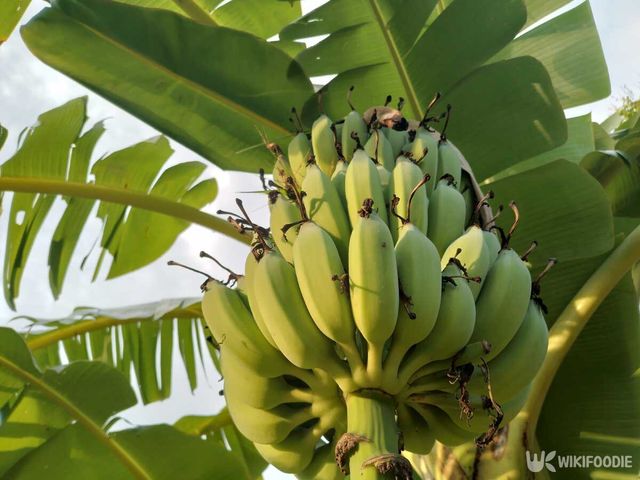 바나나 나무 자료사진. / Jirapron tongudom-shutterstock.com