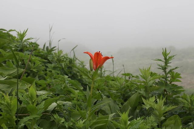 날개하늘나리 / 국립생물자원관