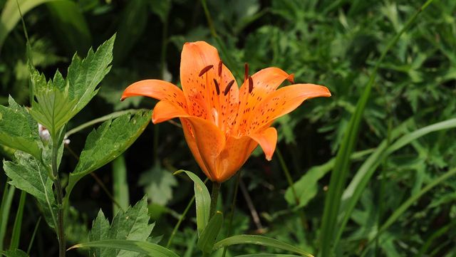 날개하늘나리 / 국립생물자원관