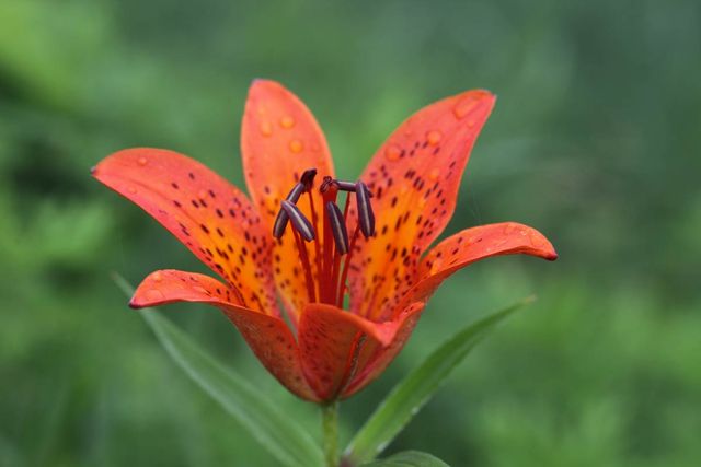 날개하늘나리 / 국립생물자원관