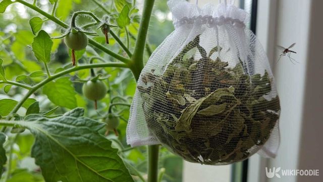 토마토 모기 퇴치제. / 위키푸디