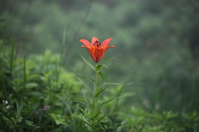 날개하늘나리 / 국립생물자원관