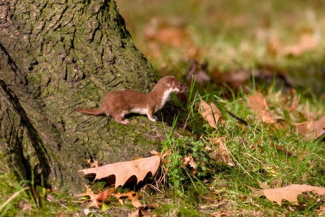 무산쇠족제비 / Uzo Borewicz-shutterstock.com