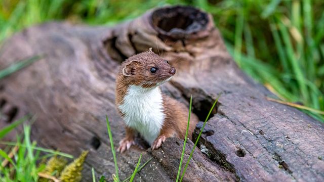 무산쇠족제비 /&nbsp;Ian W Douglas-shutterstock.com