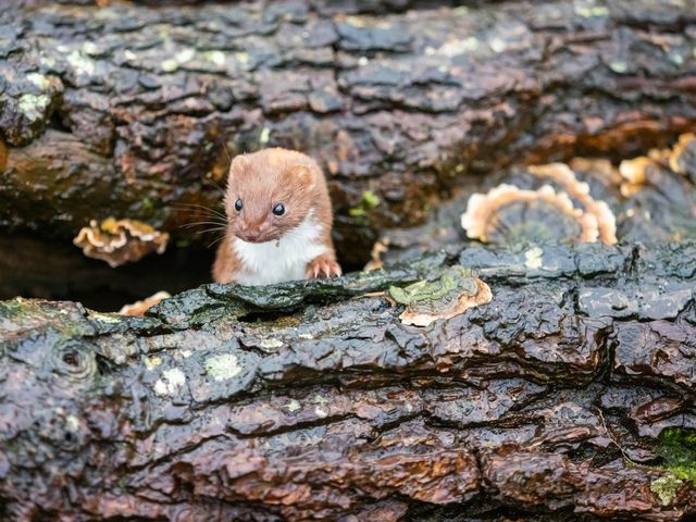 무산쇠족제비 /&nbsp;Stephan Morris-shutterstock.com